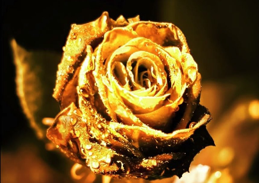 rosa-dorada