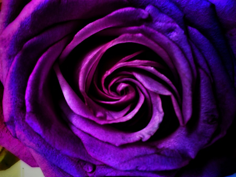 rosa-violeta